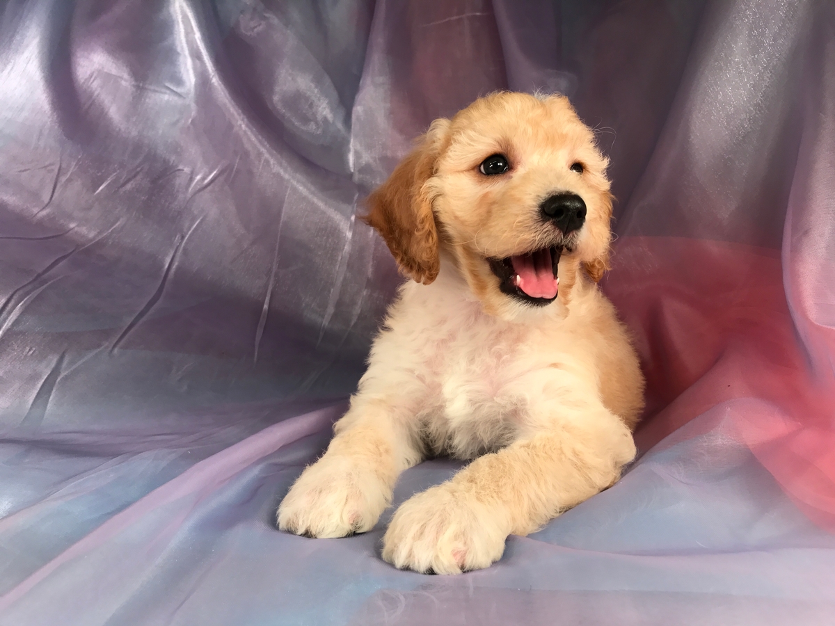 Female Mini Goldendoodle Puppy $1500 DOB 8-9-18